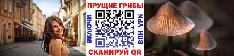 Галлюциногенные грибы Psilocybe  Славянск-на-Кубани 